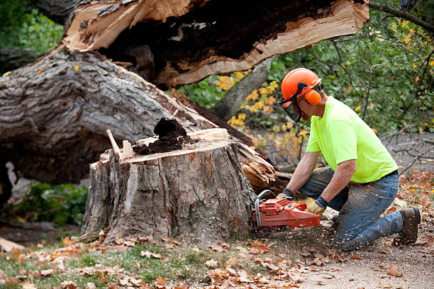 Best Lawn Disease Treatment  in Mount Hermon, CA