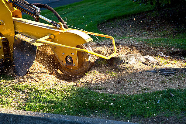 Reliable Mount Hermon, CA Tree Removal Solutions